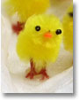 which came first: the chickens or the universe?