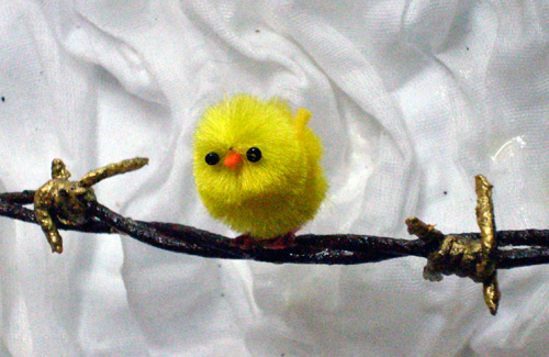 chicken sitting on barbed wire (detail)