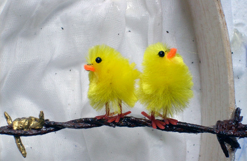 chicken sitting on barbed wire (detail)